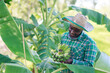 © arrowsmith2 - African Farmer Inspecting Fresh Banana Bunch in Tropical Garden