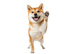 © vizual - A photorealistic portrait of a playful shiba inu dog, sashige coat, raising its forepaw in a high-five gesture against a brilliant white studio background under high-key light, joyful interaction