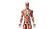 © syful - Human anatomy muscular system skeletal structure front view body muscle
