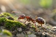 © Евгений Порохин - Red ant crawls over mossy earth