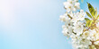 © kasia2003 - Blooming white apple or cherry blossom on background of blue sky. Happy Passover background. Spring Easter background. World environment day. Easter, Birthday, womens day holiday. Top view. Mock up.