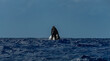 © Westend61 - Humpback whale breaching in open ocean near Rurutu French Polynesia