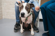 © Gonzalo Infiesta - Pit bull dog waiting for a veterinary exam