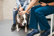 © Gonzalo Infiesta - Dog visiting veterinarian with owner for check-up