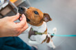 © Gonzalo Infiesta - Jack Russell dog eating treat at veterinary practice
