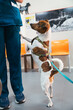 © Gonzalo Infiesta - Jack Russell terrier interacting with veterinarian at clinic