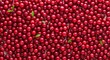 © Ilja - Vibrant Cranberries in Abundance A Lush Background of Fresh Red Berries and Green Foliage