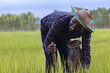 © arrowsmith2 - Happy African Farmer Working in Green Rice Field with Bamboo Basket