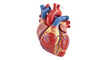© Maria - Realistic human heart model isolated PNG, anatomical organ for medical study and educational resources, detailed cardiovascular system