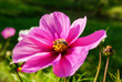 © FaRifo - Honey bee gathering nectar on pink cosmos flower