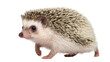 © Clementine - Isolated cute small African pygmy hedgehog with spiky quills standing, adorable pet animal