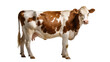 © Lysander - Isolated adult dairy cow with brown and white coat standing, looking directly at camera