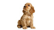 © Eustace - Isolated cute young fluffy fawn colored Cocker Spaniel puppy dog sitting looking up