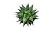 © Thaddeus - Isolated vibrant green succulent plant with white dots, ornamental exotic houseplant top view