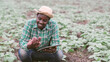 © arrowsmith2 - African Smart Farmer Checking Sweet Potato Harvest with Tablet