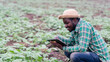 © arrowsmith2 - Profile View of African Farmer Using Digital Tablet for Smart Agriculture