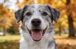 © Molang Visual - Happy Mixed Breed Dog in Autumn Park