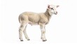 © Pure Imagination - Standing Cream White Lamb Profile View on Plain White Background Studio Shot