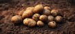 © Marta B - The potatoes freshly harvested and unwashed on rich dark soil ready for cooking