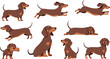 © Sanjida - Dachshund Dog Cartoon Character Set with Cute Sausage Dog Poses Including Sitting, Running, Jumping, and Playing for Pet, Mascot, and Animal Designs