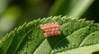 © Hungarian - Cluster of small, translucent insect eggs rests upon the serrated edge of a vibrant green leaf covered in dew.