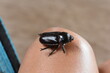 © GecildaPaivaMatias - O termo besouro é usado para indicar mais de 360 mil espécies de insetos da ordem Coleoptera — a maior ordem de insetos que existe