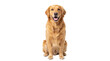 © Hans - Happy Golden Retriever dog sitting calmly, looking directly at the camera, isolated on transparent background, a friendly companion PNG
