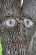 © Primi - Curioso tronco de árbol en los Ullals de, Gandía