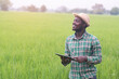 © arrowsmith2 - Visionary African Smart Farmer Holding Tablet in Vast Rice Field