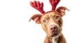© kirania - Adorable Pitbull Dog Wearing Festive Reindeer Antlers for Christmas Celebration.