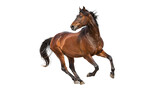 Brown horse running isolated on transparent background – powerful domestic animal in motion