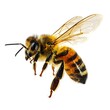 © bengkel - A close-up photo of a flying honeybee with transparent wings