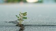 © Igal - Small green plant sprout growing through a crack in the asphalt pavement, representing resilience, strength of nature, survival, hope, and life overcoming harsh urban conditions.