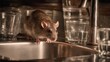 © Studio Nova - The Rat Exploring a Kitchen Sink at Night Among Glasses and a Shiny Faucet