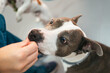 © Gonzalo Infiesta - Veterinarian giving treat to happy pit bull dog