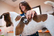 © Gonzalo Infiesta - Veterinary doctor examining dog with stethoscope in clinic