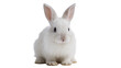 © Patricia - Isolated adorable fluffy white baby rabbit sitting and looking directly at camera curiously