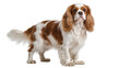 © Ophelia - Isolated adorable purebred Cavalier King Charles Spaniel dog standing full body studio portrait