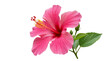 © Graphic Studio - Vibrant pink hibiscus bloom with delicate petals and prominent stamen, embodying tropical beauty and natural elegance, isolated on a pristine white background for various design projects
