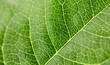 © Ирина Гутыряк - Macro leaf veins. Natural background.