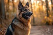 © littlekid - fluffy german shepherd on a sunlit forest path with autumn leaves and warm golden bokeh, calm and alert expression, tongue visible