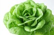 © video - Close-up of fresh dewy green lettuce head with water droplets conveying crisp freshness