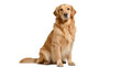 © Isadora - Isolated beautiful purebred golden retriever dog sitting looking directly at the viewer
