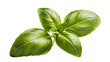 © Anneliese - Isolated fresh green basil sprig with vibrant leaves, aromatic organic culinary herb ingredient