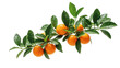 © Corman - Isolated branch of fresh ripe tangerines with vibrant green leaves, healthy organic citrus fruits