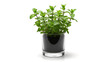 © Riski - Fresh green mint plant growing in a clear glass pot with dark soil, isolated on a white background.