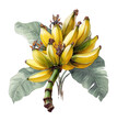 © Rawpixel.com - PNG Vibrant banana plant illustration.