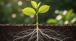 © Atmospheres - Green seedling with exposed roots growing in soil cross-section.