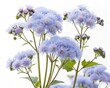 © Idea Lab - Blue Mist Flower – Blue mist flower fluffy clustered blossoms with soft texture, isolated on white background