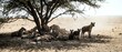 © Yuliia - African lion pride resting under acacia tree in savanna landscape with cubs and adults in natural wildlife habitat during golden hour.